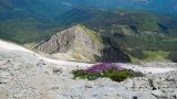 Un cuscino di Silene Acaulis con sullo sfondo il Mozzone